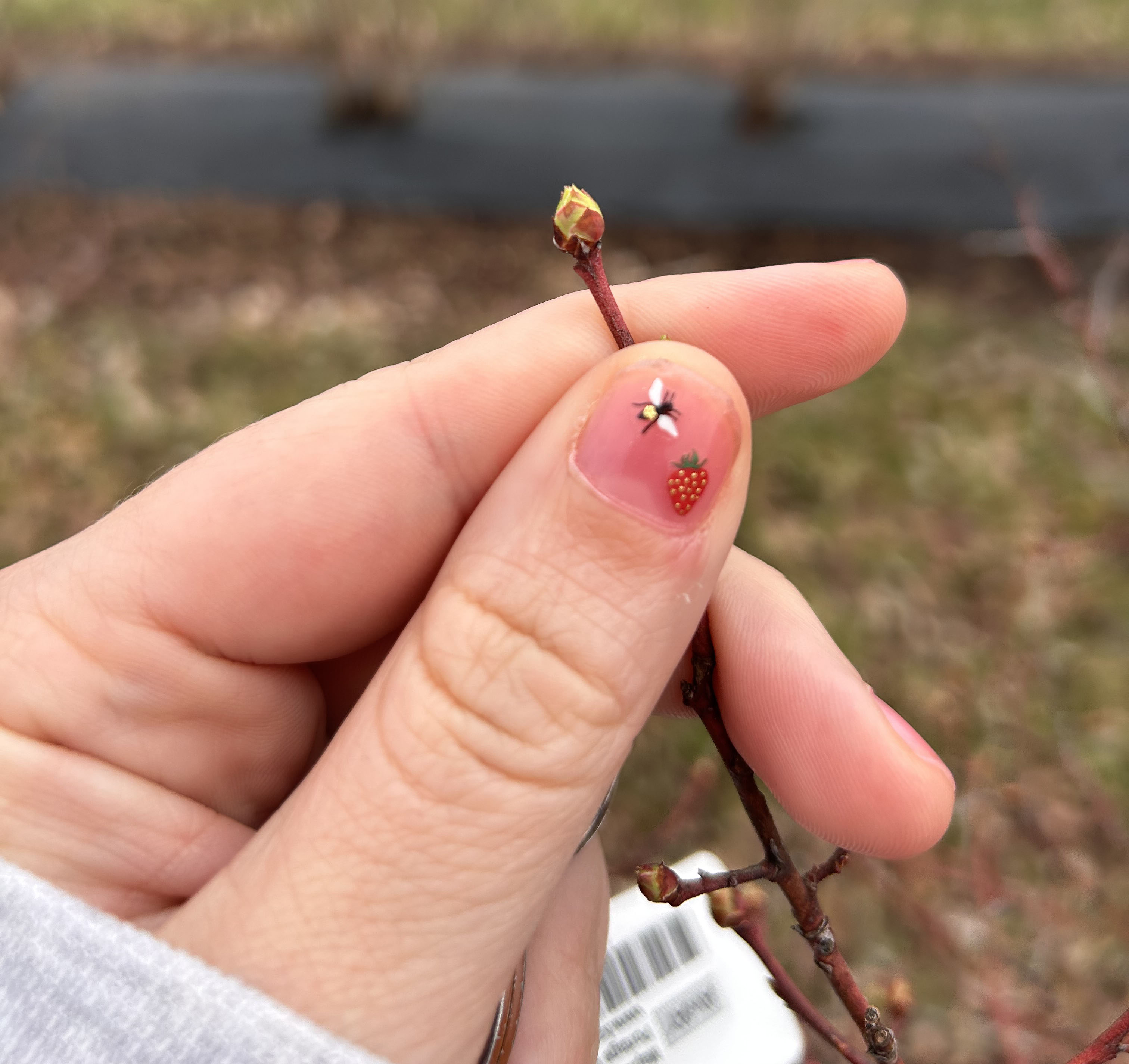A hand holding a blueberry bud. 